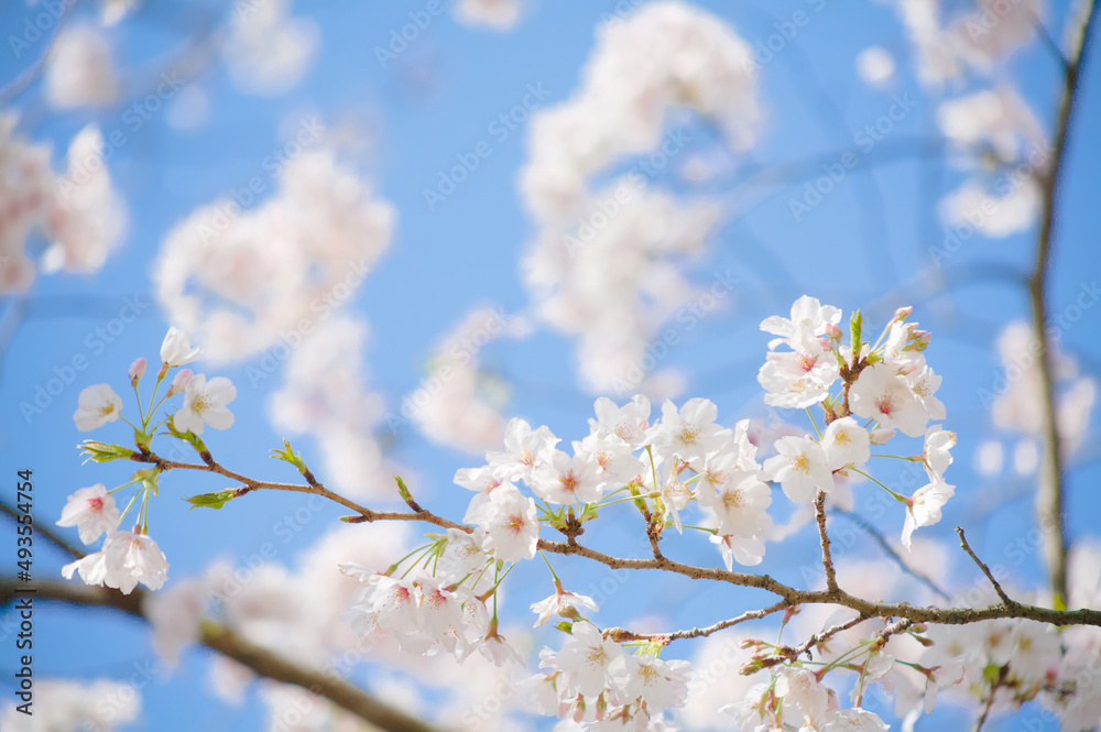 青空を背景に桜の花をクローズアップ
