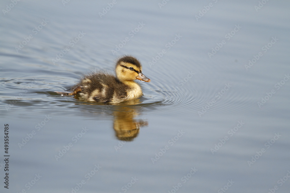 A single baby Mallard duckling swimming in light blue water with copy space A single baby Mallard duckling swimming in light blue water with copy space