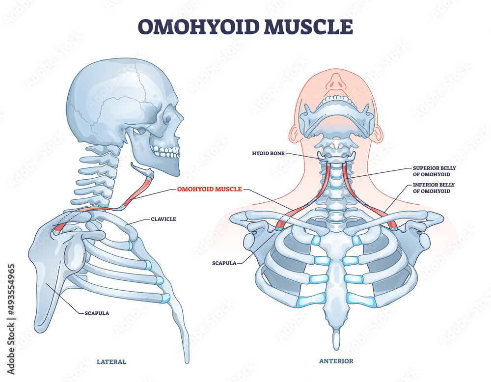 Omohyoid muscle location with inferior belly and hyoid bone outline  diagram. Labeled educational medical scheme with human upper body skeletal  description and neck muscular system vector illustration. Stock Vector |  Adobe Stock