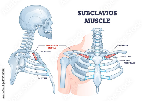 Subclavius muscle as upper body shoulder muscular system outline diagram. Labeled educational neck and ribcage skeletal bones with clavicle, ribs and costal cartilage location vector illustration.