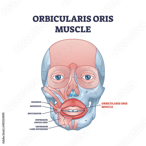 Orbicularis oris muscle complex as lips and mouth muscular system outline diagram. Labeled educational scheme with anatomical risorius, modiolus, buccinator and depressor location vector illustration.