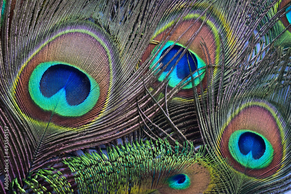 Fototapeta premium Closeup portrait of the peacock feathers from the overhead view.