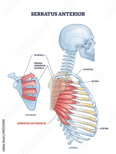 Serratus anterior muscle with anatomical skeletal ribcage model outline diagram. Labeled educational anatomical example with lateral and anterior view of ribs and upper human body vector illustration.