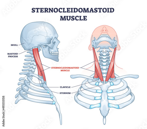 Sternocleidomastoid muscle as human neck muscular system outline diagram. Labeled educational upper body bone description with mastoid process, clavicle, sternum and skull location vector illustration photo