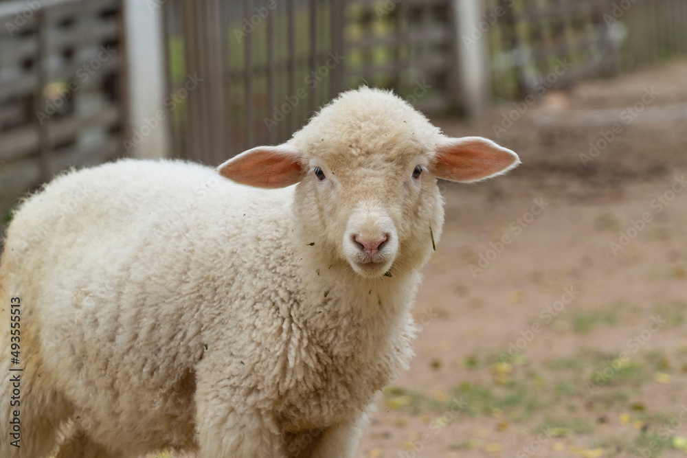 Lamb. Merino is a breed of fine-fleeced sheep, the largest population of which is located in Australia. Merinos differ from other breeds of sheep in the high quality of worsted (combed) wool.