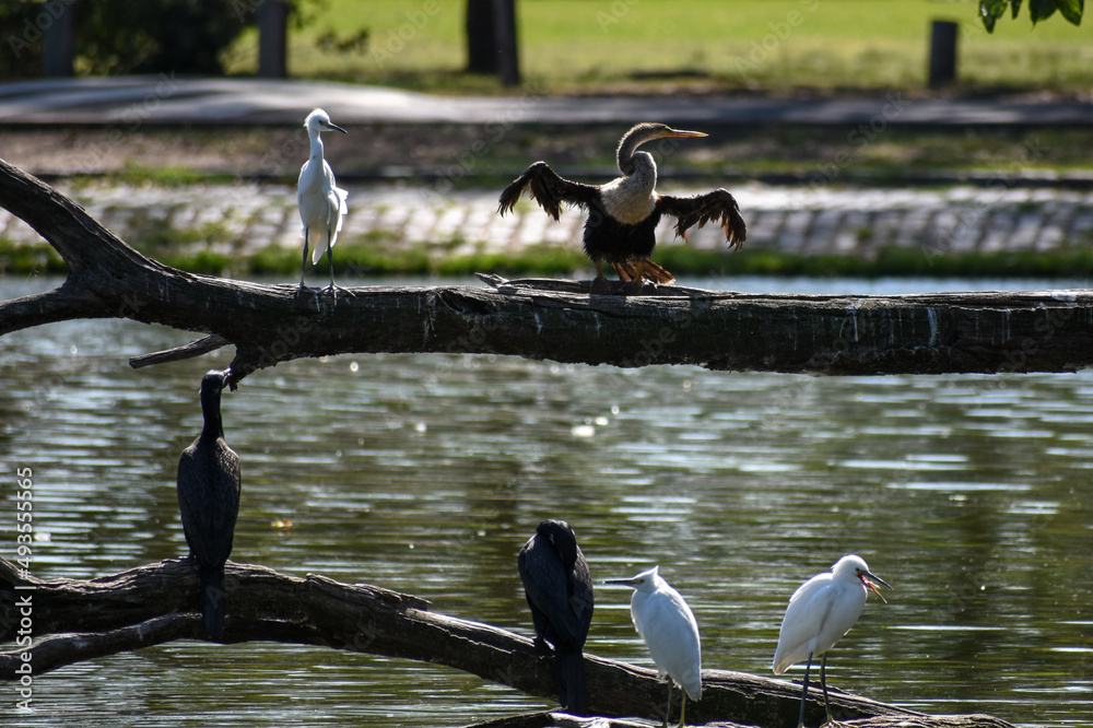 Fototapeta premium young anhinga (Anhinga anhinga)
