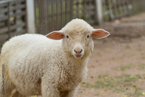Fototapeta Naklejka Na Ścianę i Meble -  Lamb. Merino is a breed of fine-fleeced sheep, the largest population of which is located in Australia. Merinos differ from other breeds of sheep in the high quality of worsted (combed) wool.