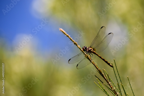 close-up of a dragon fly