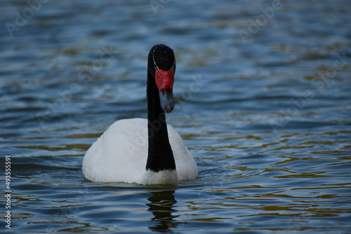 black-necked swan (Cygnus melancoryphus) in a park in Buenos Aires