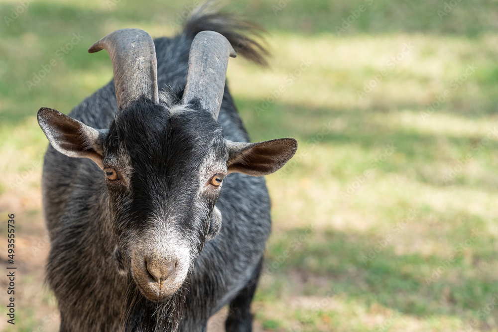 The West African pygmy goat is achondroplasty, with a typical height of 30 to 50 cm. Adult males weigh 20 to 25 kg, while females weigh 18 to 22 kg. The West African pygmy goat is achondroplasty, with a typical height of 30 to 50 cm. Adult males weigh 20 to 25 kg, while females weigh 18 to 22 kg.