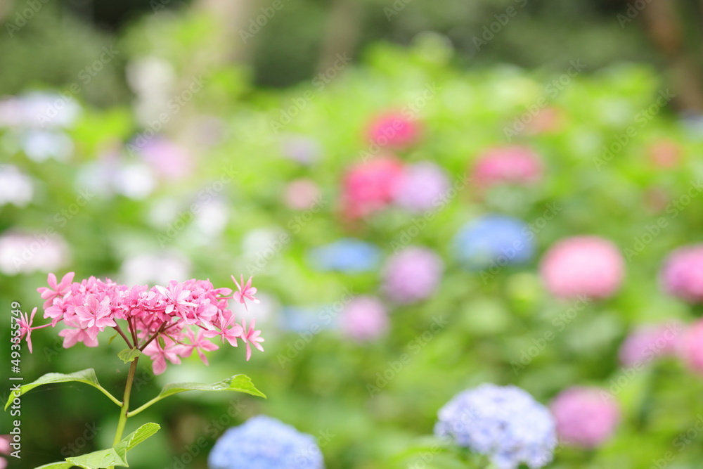 pink and white flowers pink and white flowers