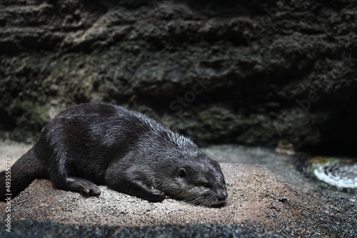 otter on a rock