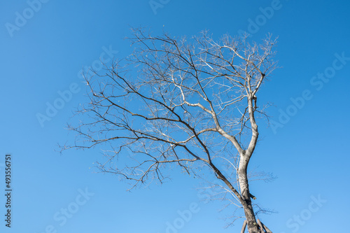 A dead tree under the blue sky