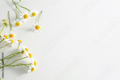 マトリカリアの白い花、ヘッダー画像