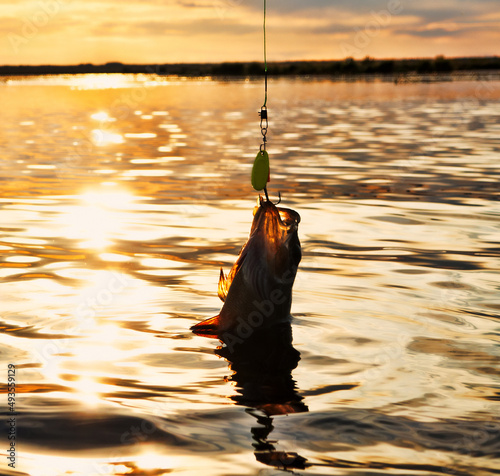 Fishing at sunset. Catching predatory fish on spinning. Sunset colors on the water surface, sunny path from the low sun. Perch caught on yellow spoonbait photo