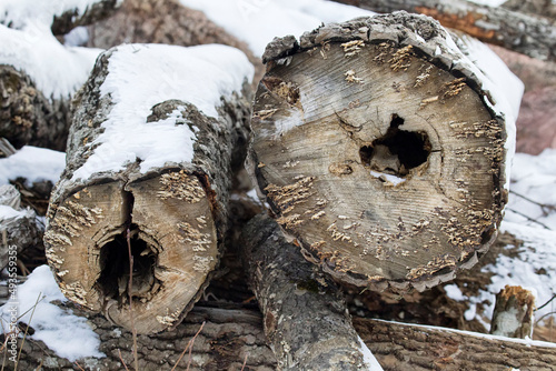 Aspen roundwood abandoned at logging sites because is't valuable for economic use, non-standard timber. Some of tree trunks are hollow heart, affected by fungi (wood diseases). Loss of wood in logging photo