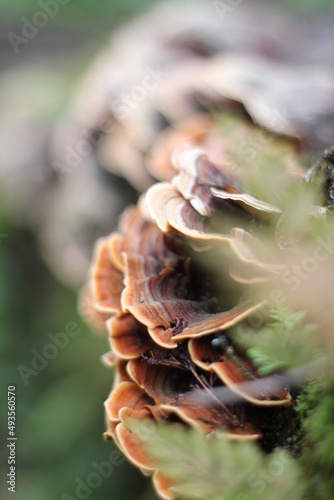 pine cone on the tree