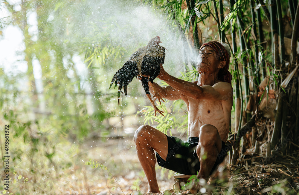 Fototapeta premium Asian senior man blowing water to his fighting cock