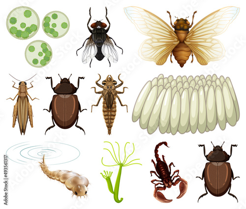 Different kinds of insects and animals on white background