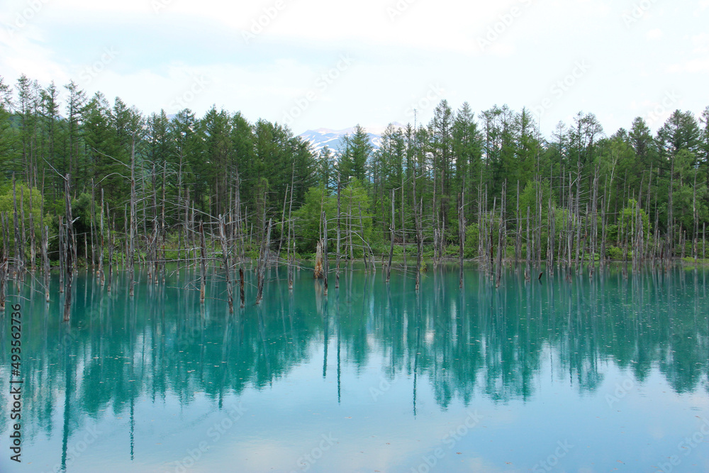 初夏の青い池
