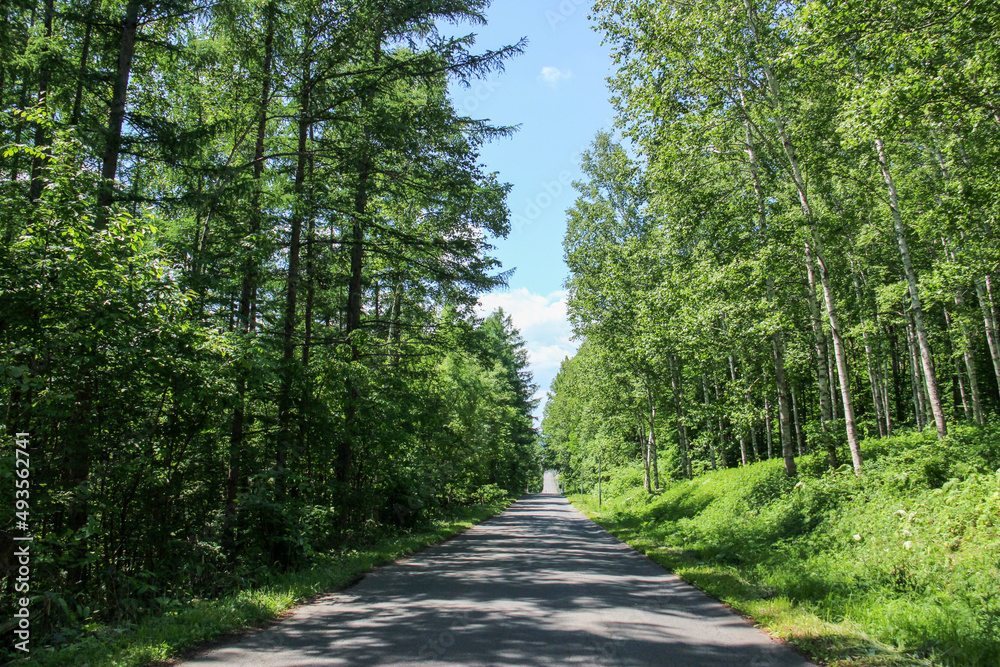 Fototapeta premium 新緑の林と一本道