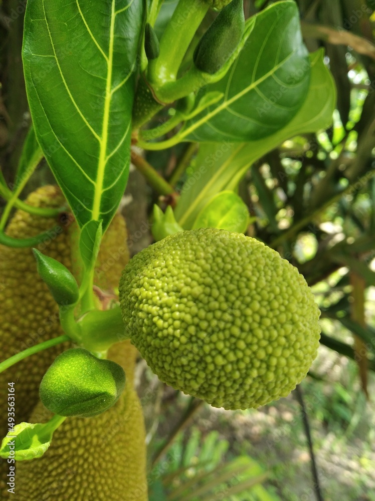 Jackfruit in the garden Jackfruit in the garden