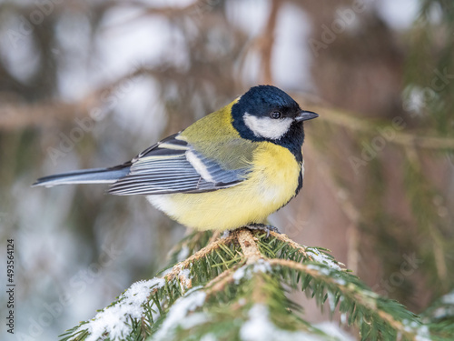 Cute bird Great tit, songbird sitting on the fir branch with snow in winter