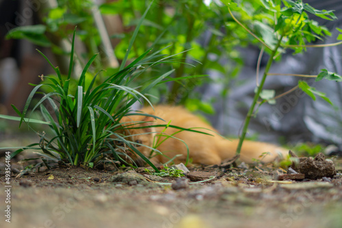 spycat