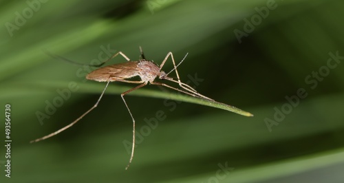 Mosquito on a pine needle during the night hours in Houston, TX. Common pest prolific during the warmer months and can carry the West Nile virus. photo