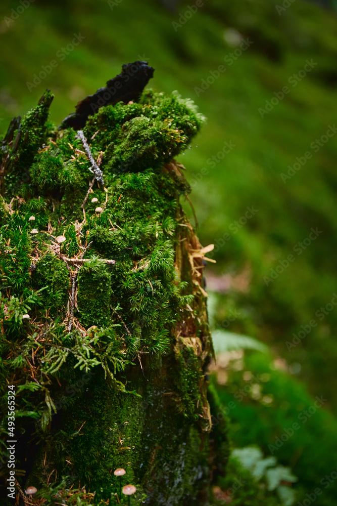 Fototapeta premium Beautiful ukrainian nature. Moss on tree in misty forest during rainy day. Carpathian Mountains, Ukraine