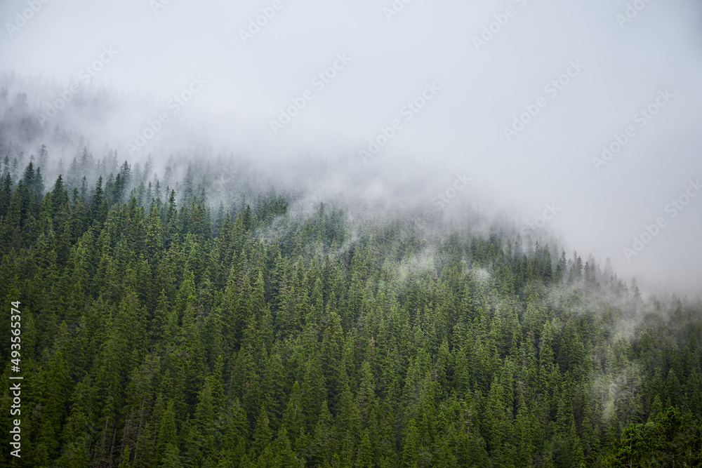 Beautiful ukrainian nature. Old and misty pine forest during rainy day. Carpathian Mountains, Gorgany, Ukraine