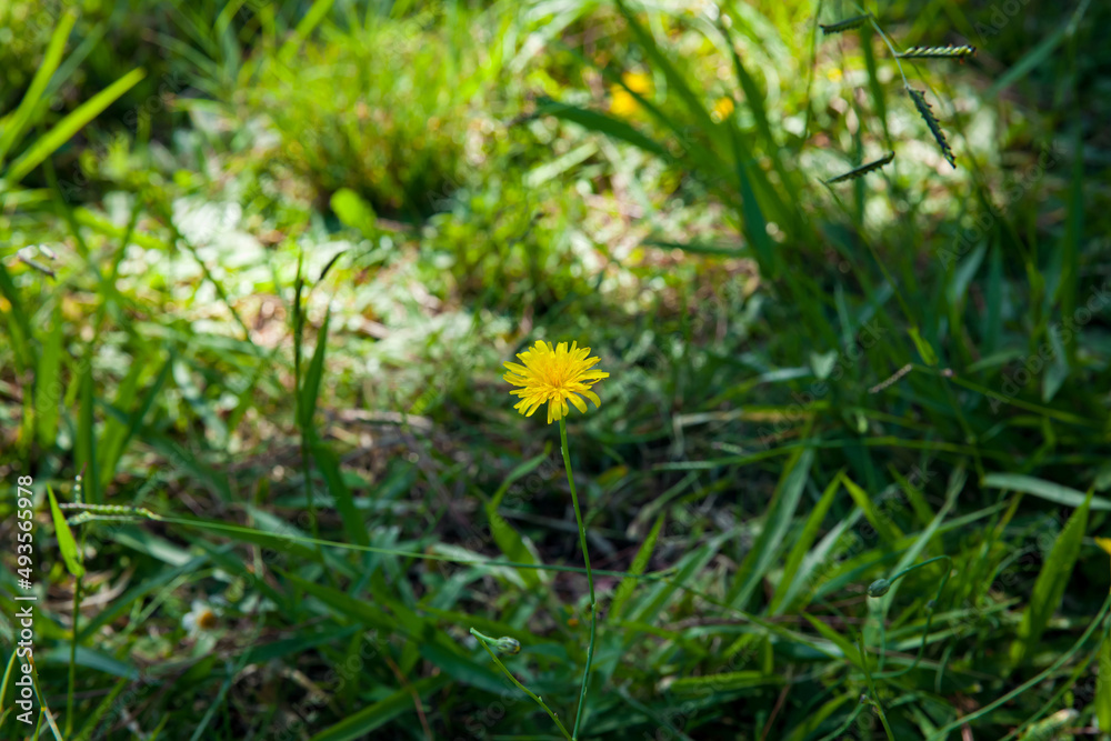 Yellow blooming dandelions on spring meadow Yellow blooming dandelions on spring meadow