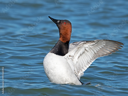 Male Canvasback Duck Displaying Wings photo