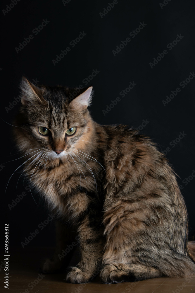 Cute Cat Photo in the Studio Cute Cat Photo in the Studio