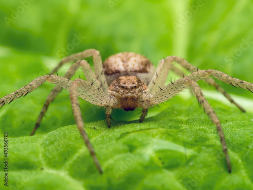 P5260256 close-up of a crab spider, Philodromus dispar, British Columbia cECP 2018