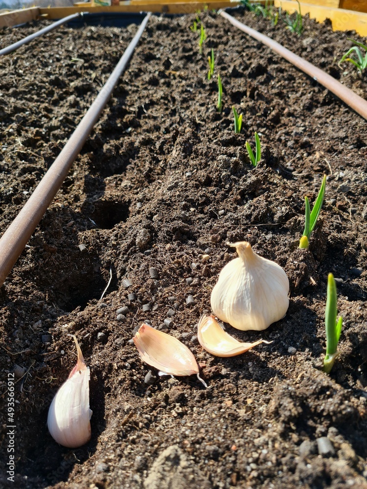 Fototapeta premium czosnek pierwsze warzywa na grządkach
