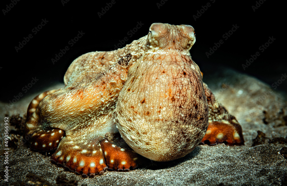 Octopus in the Red Sea close up, Marsa Alam, Egypt
