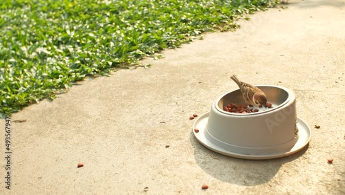 Sparrows Bird Stealing and Eating Dog Food from Dish