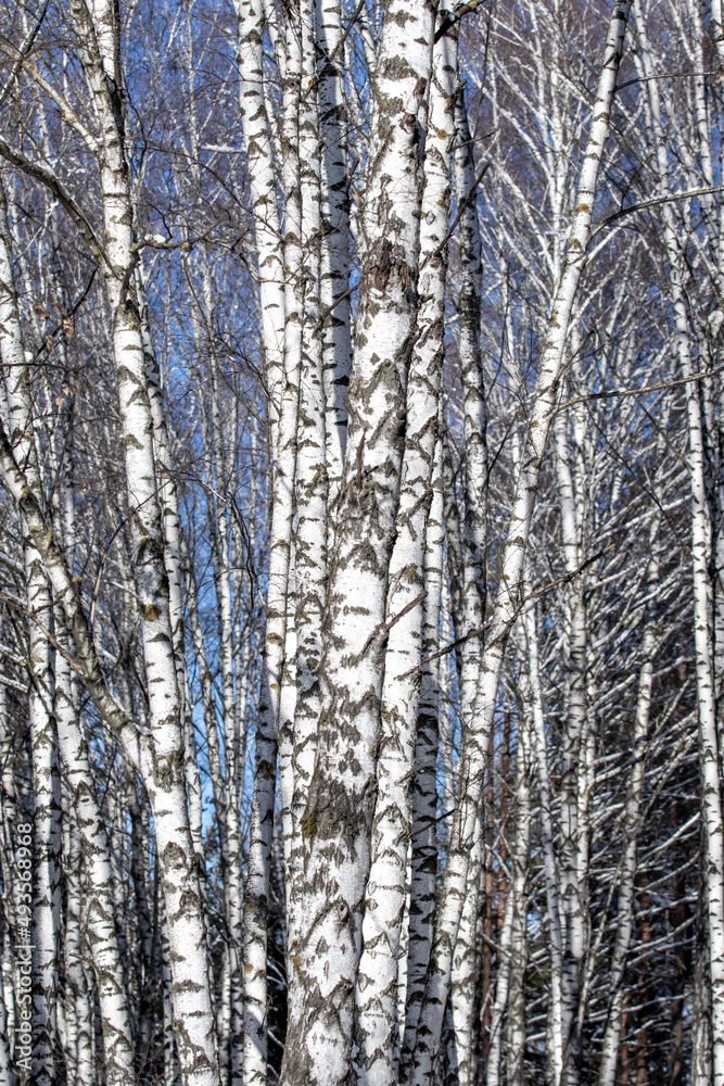 White birch trunks, winter nature.
