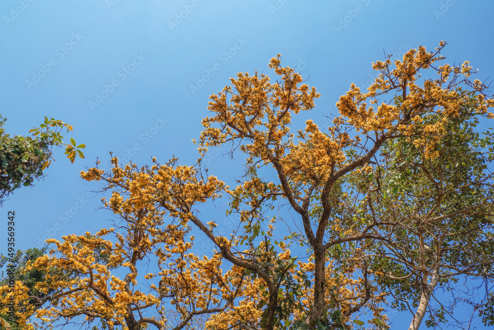 Butea monosperma, Beautiful Flower palas yellow bloom