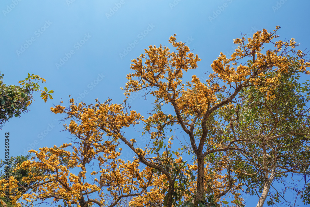 Butea monosperma, Beautiful Flower palas yellow bloom Butea monosperma, Beautiful Flower palas yellow bloom