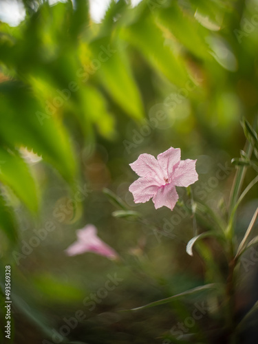 Beauty of wild flower. Blue petunias squarrosa or cufod ruellia in morning sunlight. photo