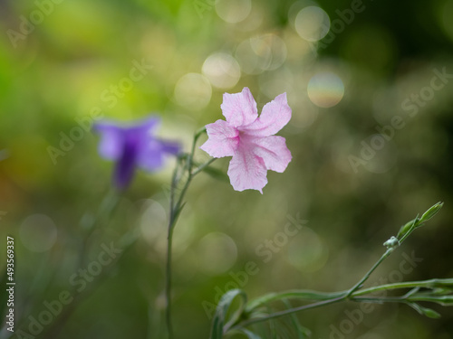 Beauty of wild flower. Blue petunias squarrosa or cufod ruellia in morning sunlight.