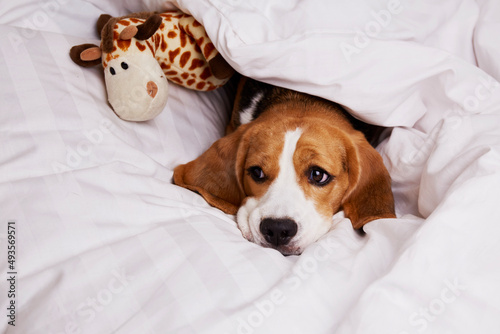 Sad dog beagle is lying in bed with a soft toy under the blanket. Cozy homely atmosphere.