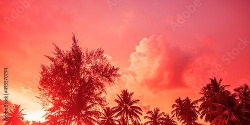red colorful sunset over the jungle. silhouettes of palm trees and trees over the rainforest beautiful landscape exotic   copy space travel destination tourism