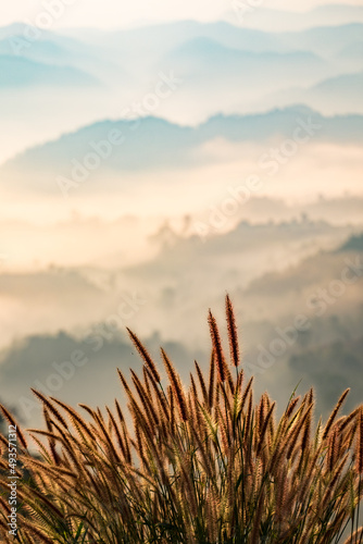 beautiful grass on the mountain and fog