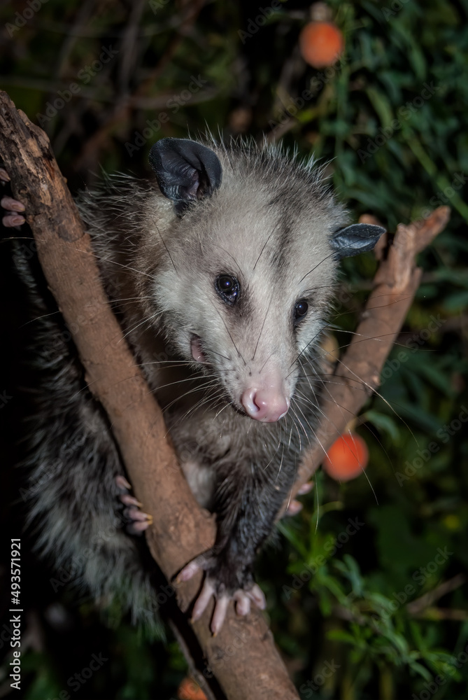 Naklejka premium Virginia Opossum (Didelphis virginiana) in garden, Los Angeles, California, USA