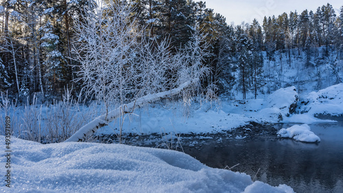 Fluffy snow lies on the banks of the blue unfrozen river. Openwork frost on bare birch branches. Coniferous forest against the sky. Altai. Katun