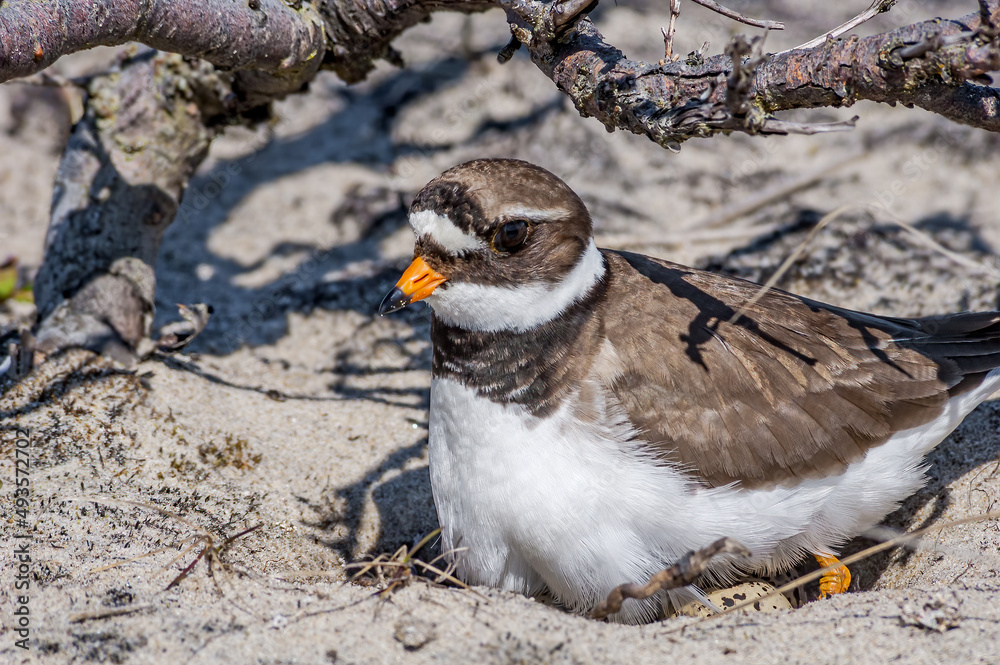Fototapeta premium Ringed Plover (Charadrius hiaticula) at nest in Barents Sea coastal area, Russia