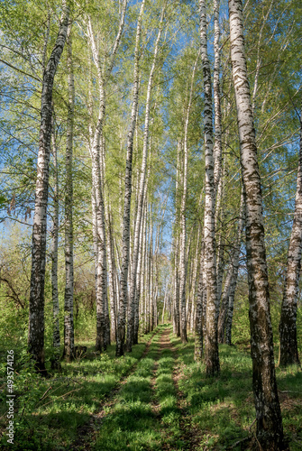 Silver Birch (Betula pendula) in deciduous forest